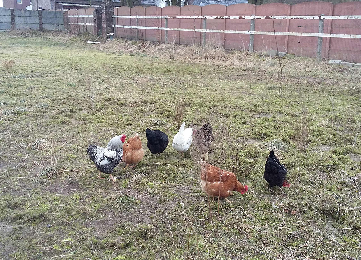 photo de poules au fond de la parcelle du projet