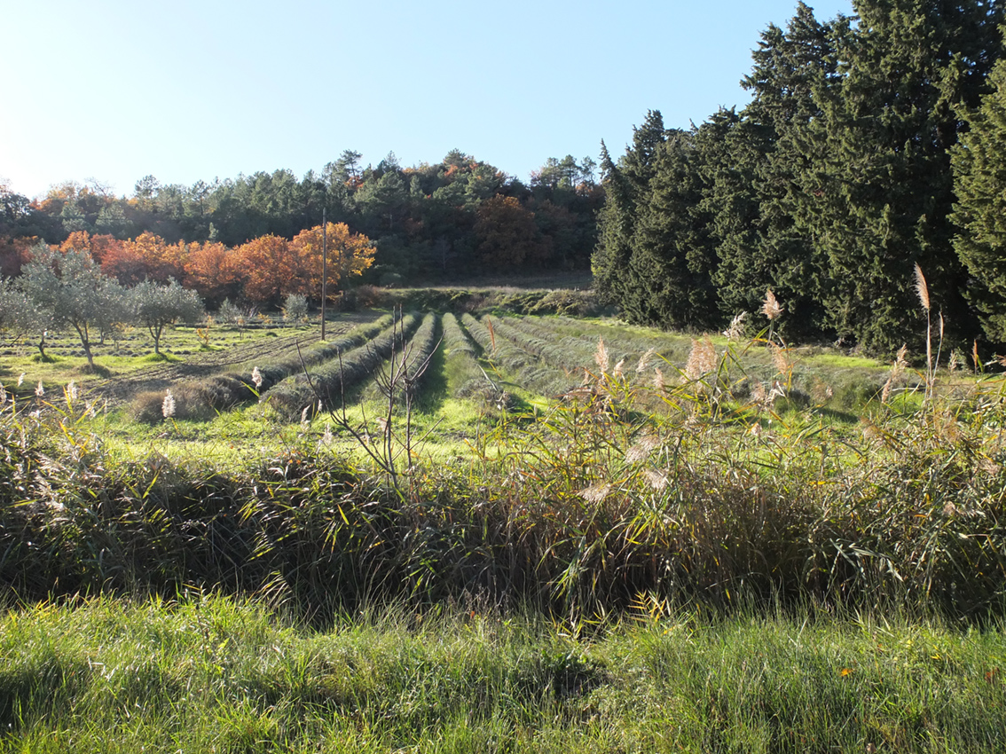 photo du paysage : lavandes et oliviers